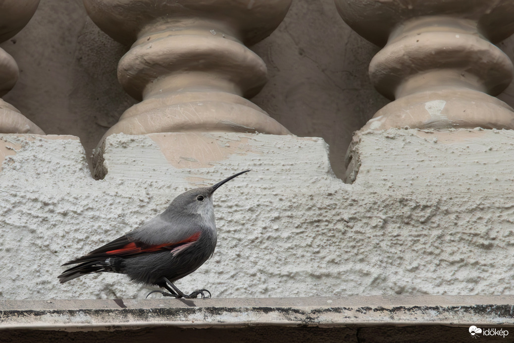 Falmászó karmok... -- 