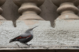 Falmászó karmok... -- 