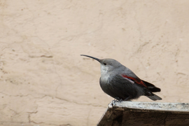 A vigadó tér sztárja... -- 