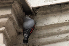 Repedésben keresgélek... -- 