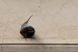 Hajnalmadár popó fotó...