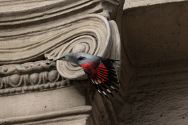 Mondtam, hogy elkaplak! -- 