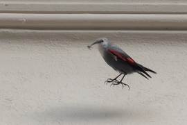 Repülő pók hajnalmadárral...