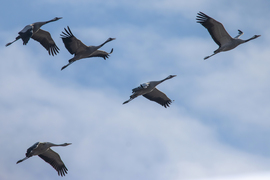 Krúgató brigád... -- 