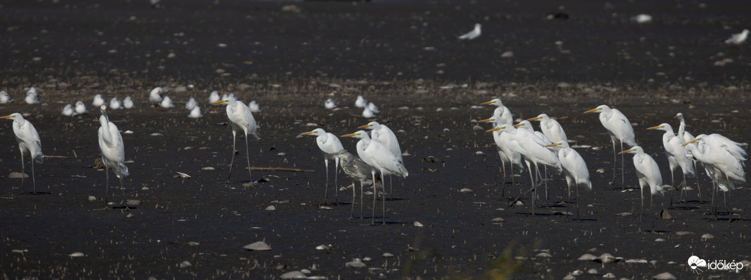 Tizennyolc az egyhez... -- 