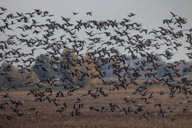 Apaji vadlúd sokadalom