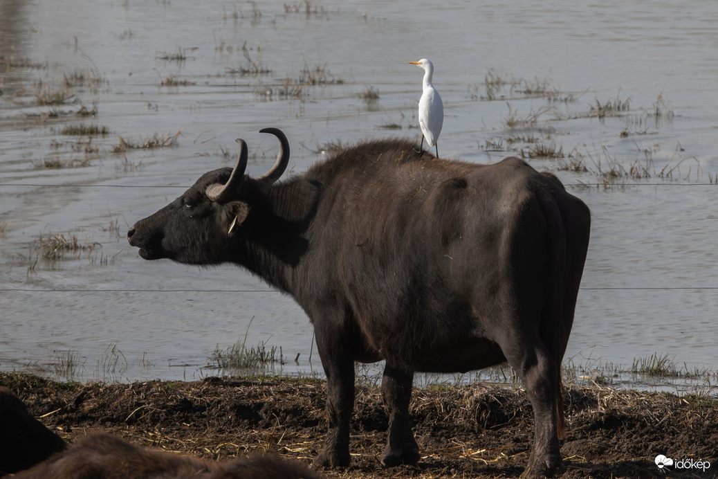 A pásztor, az igazi... -- 