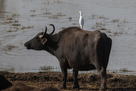 A pásztor, az igazi... -- 