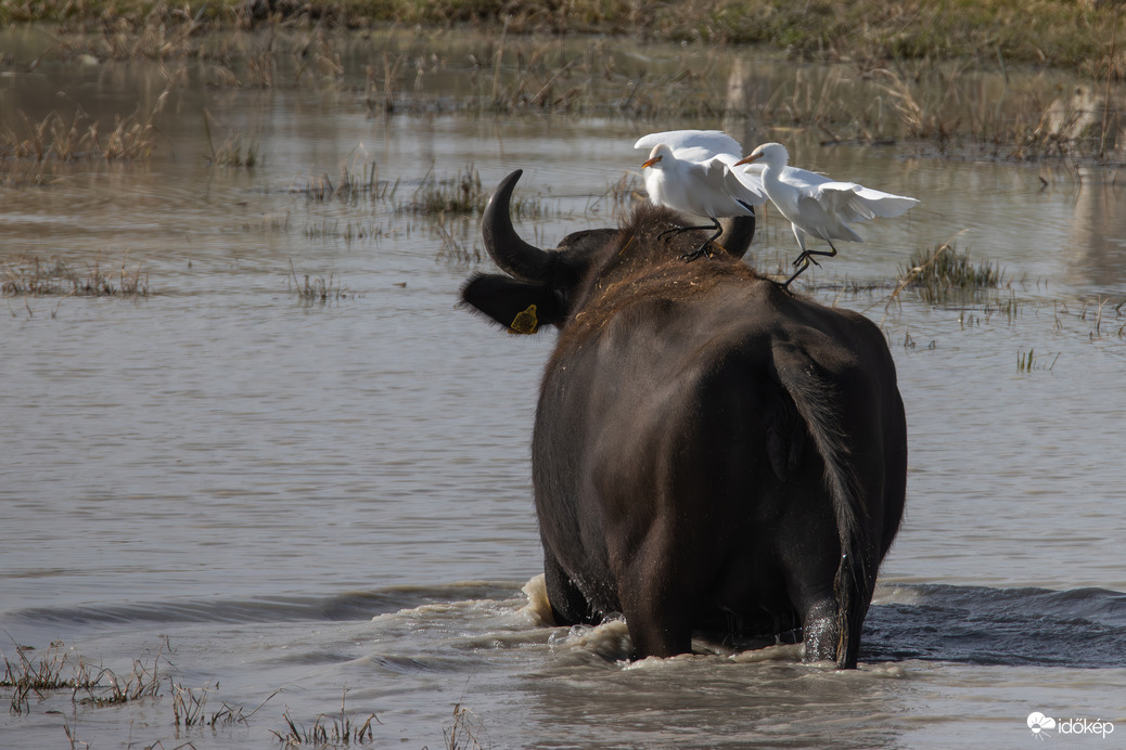 Leszállás az anyahajóra... -- 