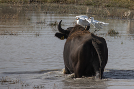 Leszállás az anyahajóra... -- 