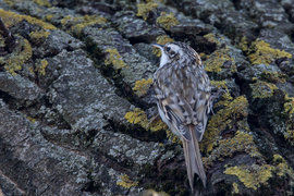 Nem fikusz, fakusz, méghozzá hegyi...