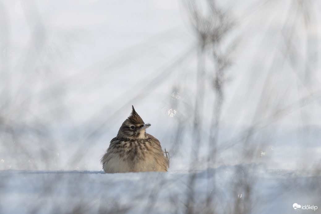 Ősszecsőröztem a havat... -- 