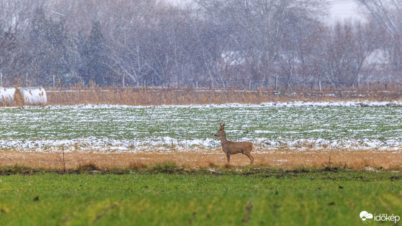 Egyedül a hóesésben