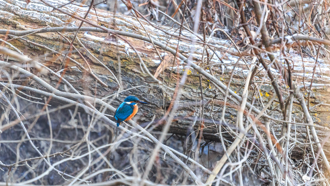 Jégmadár -12 fokban