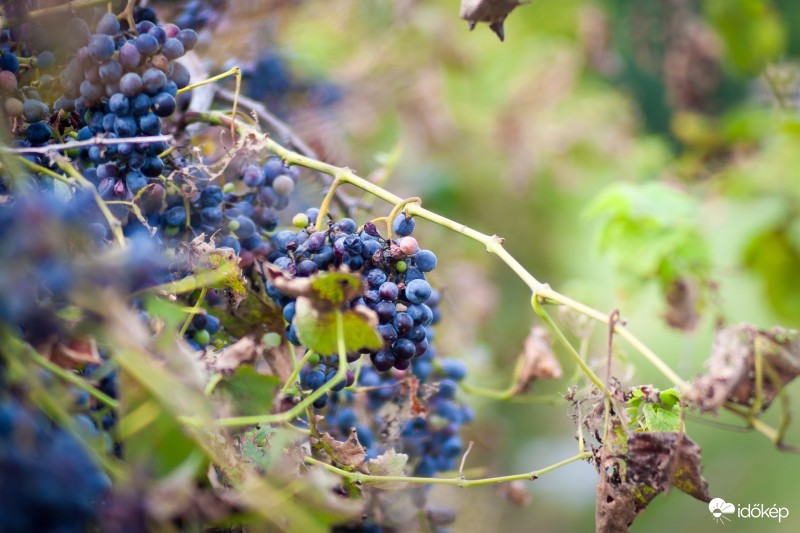 Szüret előtt