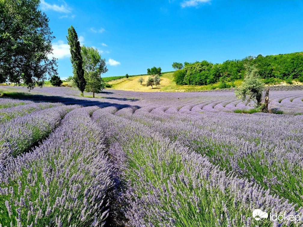 Szőc