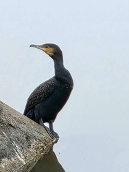 Nézelődő kormorán