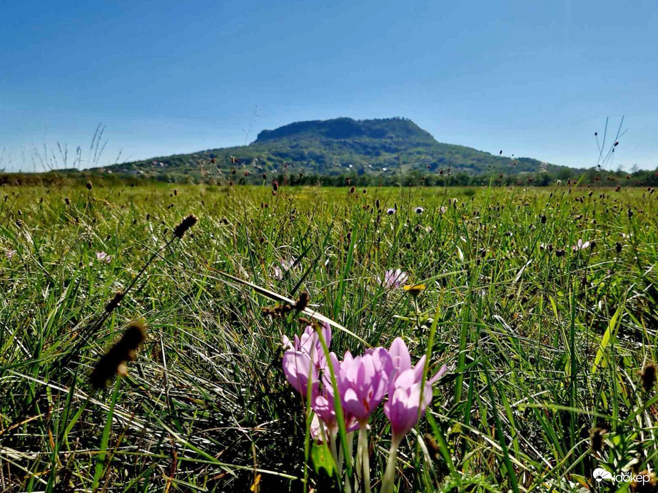 Kikerics virágzása a Szentgyörgy hegy környékén