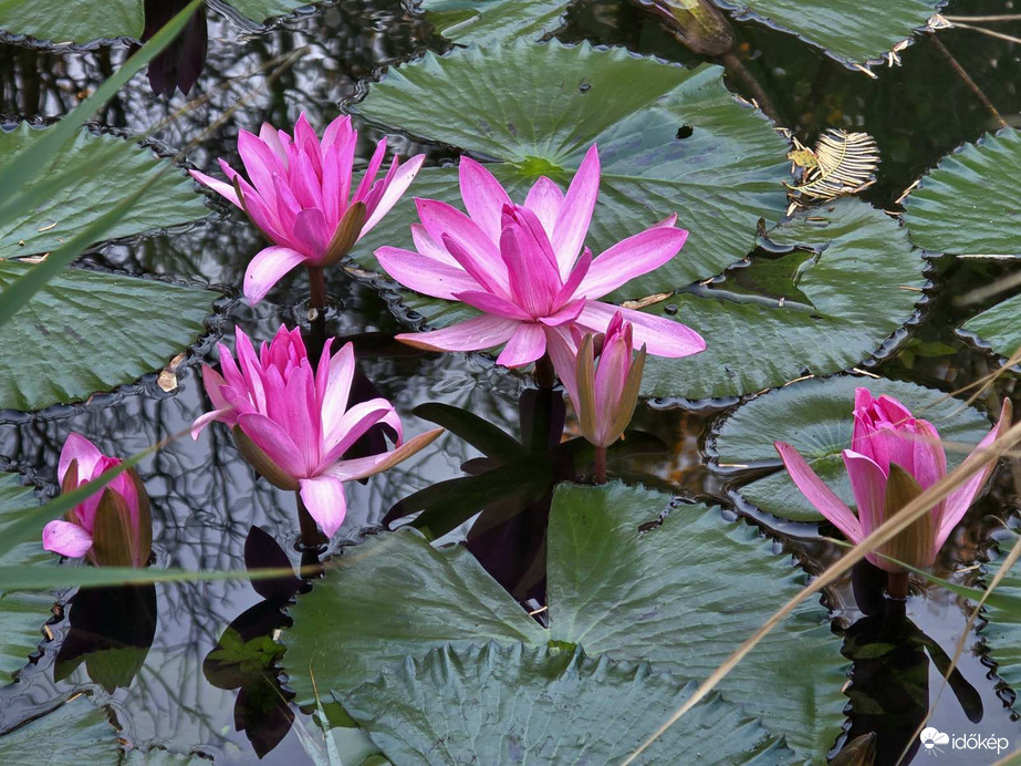 Tündérrózsák Hévízen