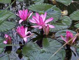 Tündérrózsák Hévízen