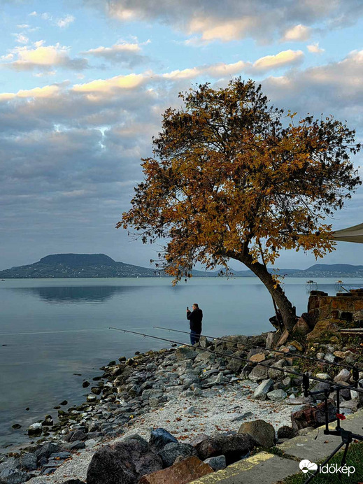 Fonyódi ikonikus fa