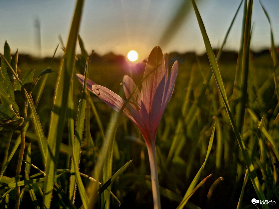 Kikericsek a naplementében 