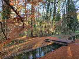 Mocsári ciprusok Hévízen