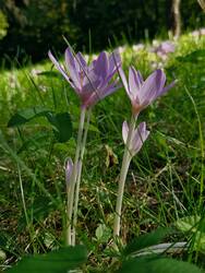 Kikerics a Vendvidék lankáin