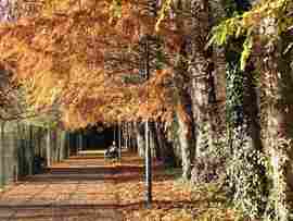 Mocsári ciprusok Hévízen