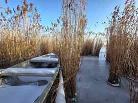 Bújócska a nádasban