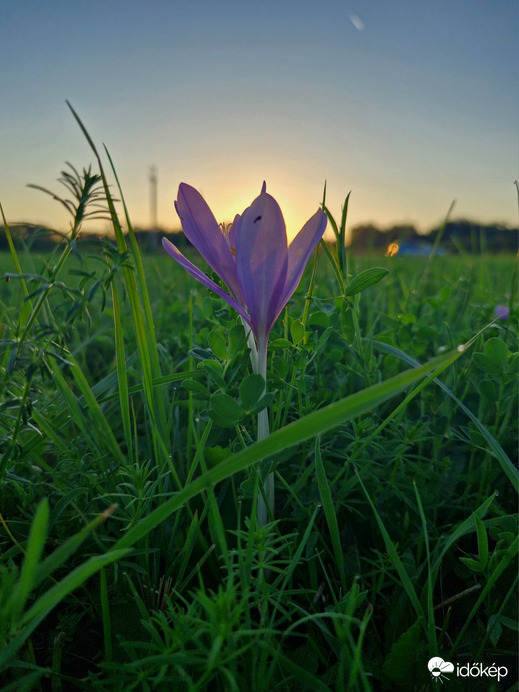 Őszi kikerics a zalai réten