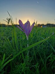 Őszi kikerics a zalai réten
