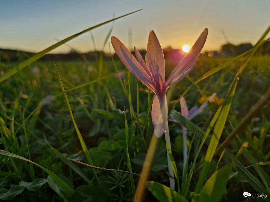 Kikerics naplementében 