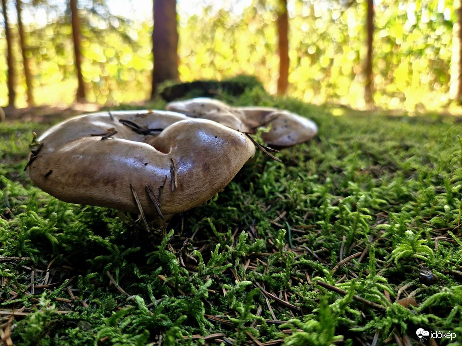 Fényesség a moha között