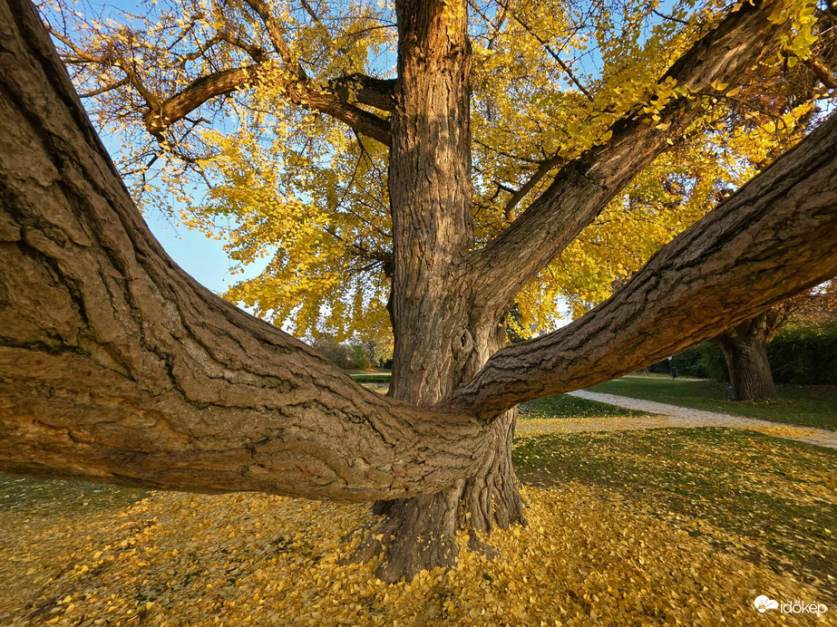 Festetics kastély gingko bilobája