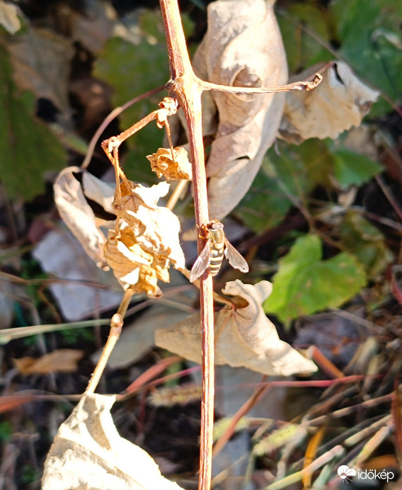 Isteni ez az őszi napsütés....