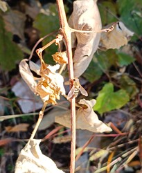 Isteni ez az őszi napsütés....