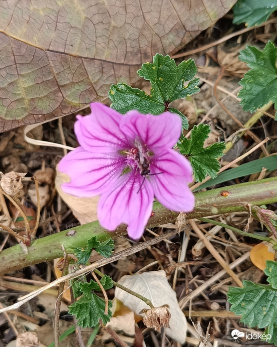 Őszi apróság egy szállóvendéggel...