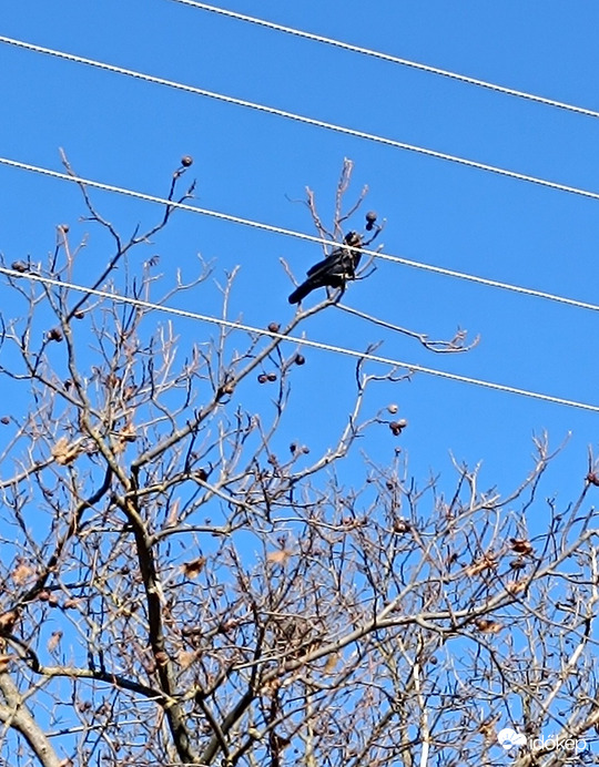 Az ördög vinné el ezt a sok drótot!