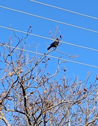Az ördög vinné el ezt a sok drótot!