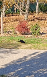 Érdekes kép egy varjúról