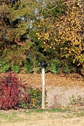 Láttál-e már karón varjút?