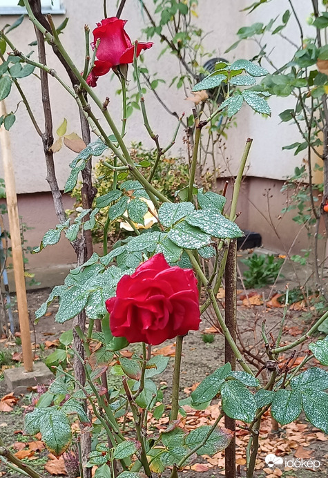 És még mindig a rózsa...