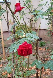 És még mindig a rózsa...