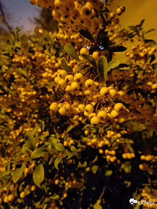 Ilyen színűt is szeretnék a madarak....