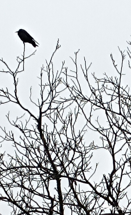 Tipikus novemberi fotó....