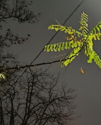 Gyöngyök a villanyvezetéken