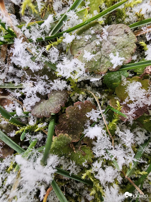 Hókristályok a fűben 