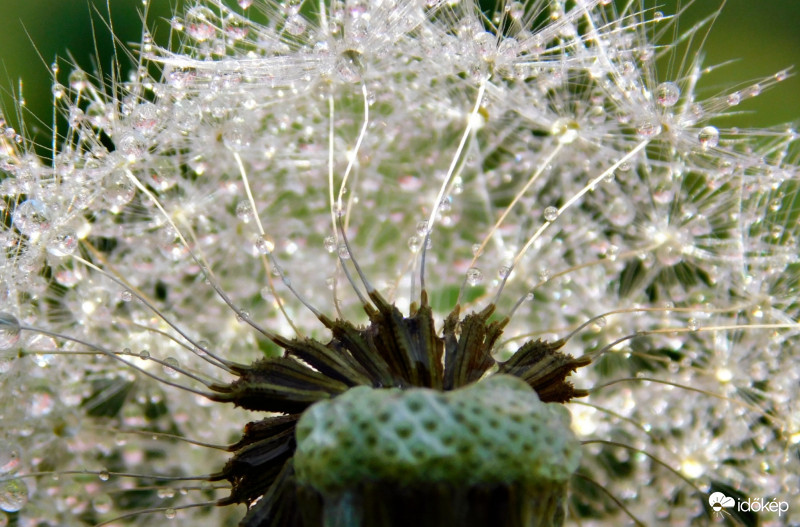 A locsolásból a pitypang is kapott