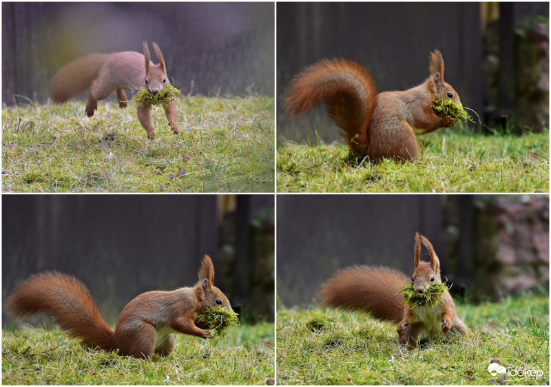 Mókus-(Sciurus vulgaris)-Fészekanyaggal